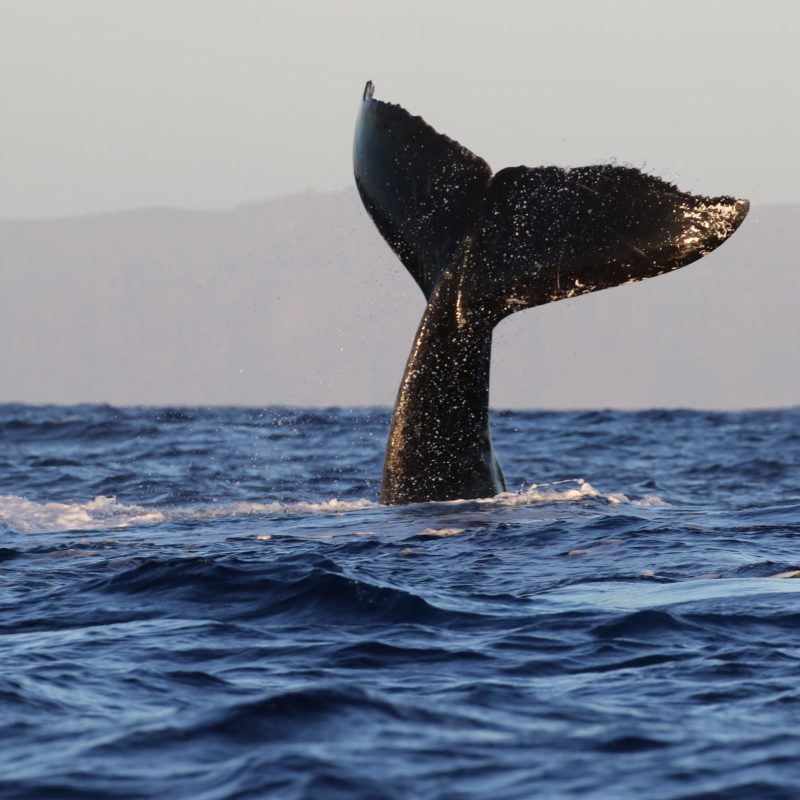 a whale jumping out of the water