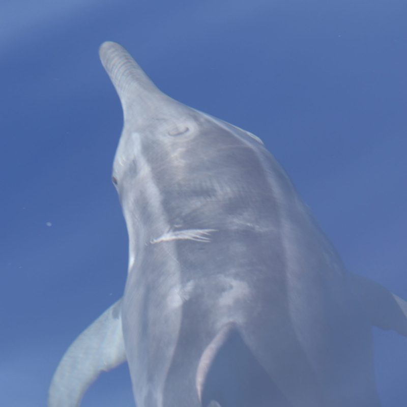 a fish swimming under water