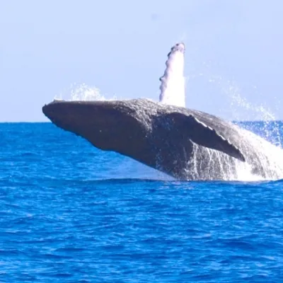 a whale jumping out of the water