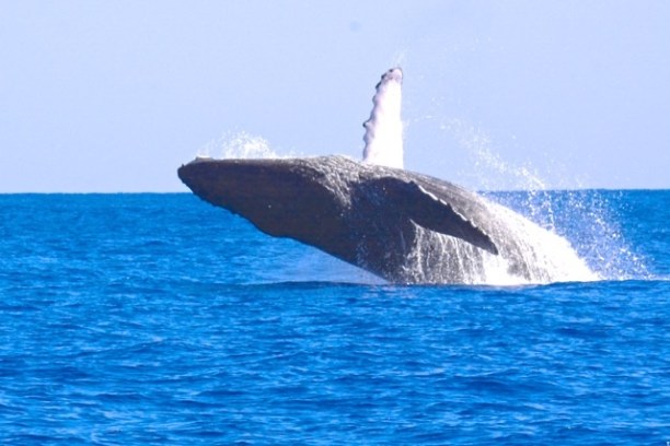a whale jumping out of the water
