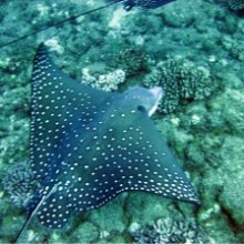 a group of fish in the water