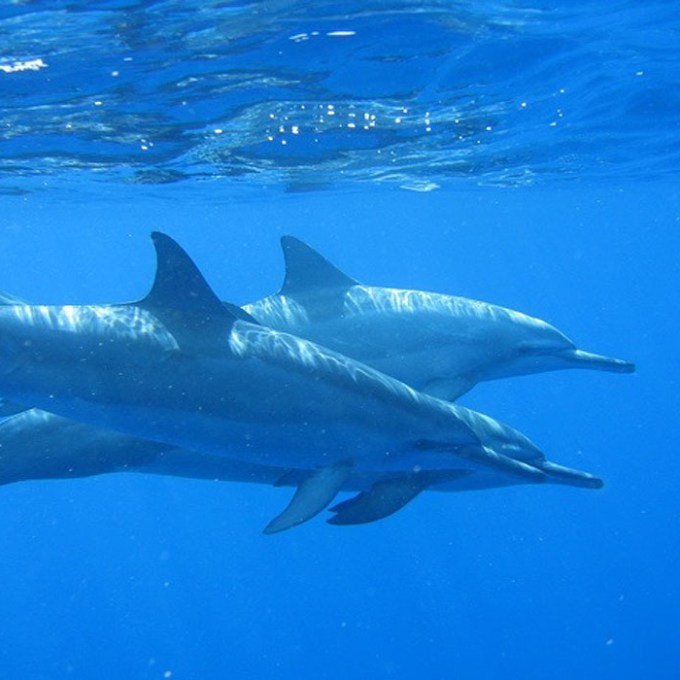 a fish swimming under water