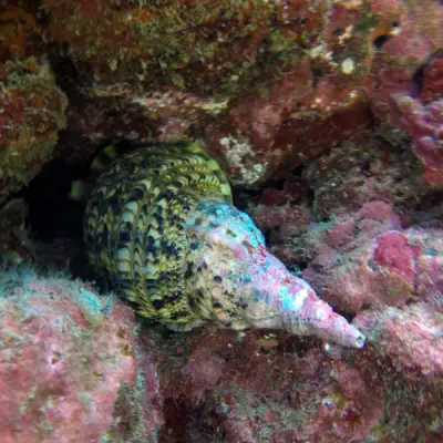 a close up of a fish