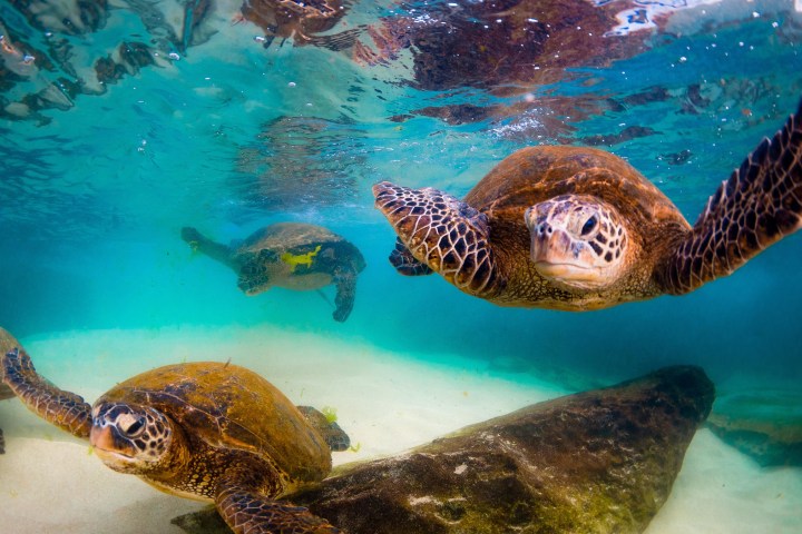 a turtle swimming under water